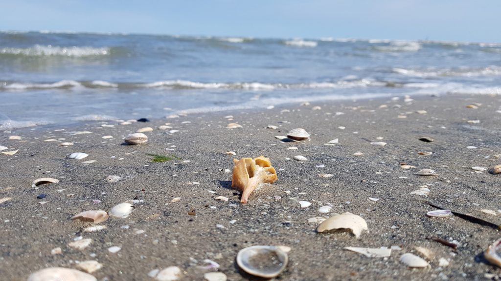 Giramondo Muscheln im Sand am Strand mit Wellen copyright Anja Hendrischk
